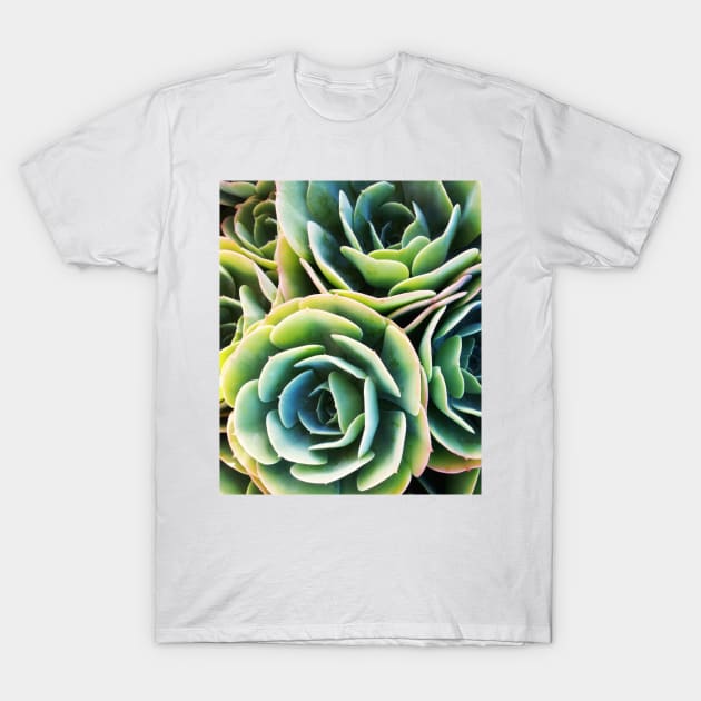 Succulent Rose T-Shirt by LittleBean